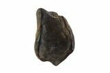 Triceratops Shed Tooth - Montana #93143-1